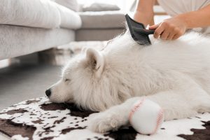 cleaning products for pet owners
